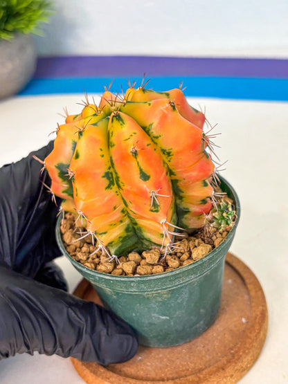 Gymnocalycium Carnelian (gy6) (y1) | Rare Hybrid cactus
