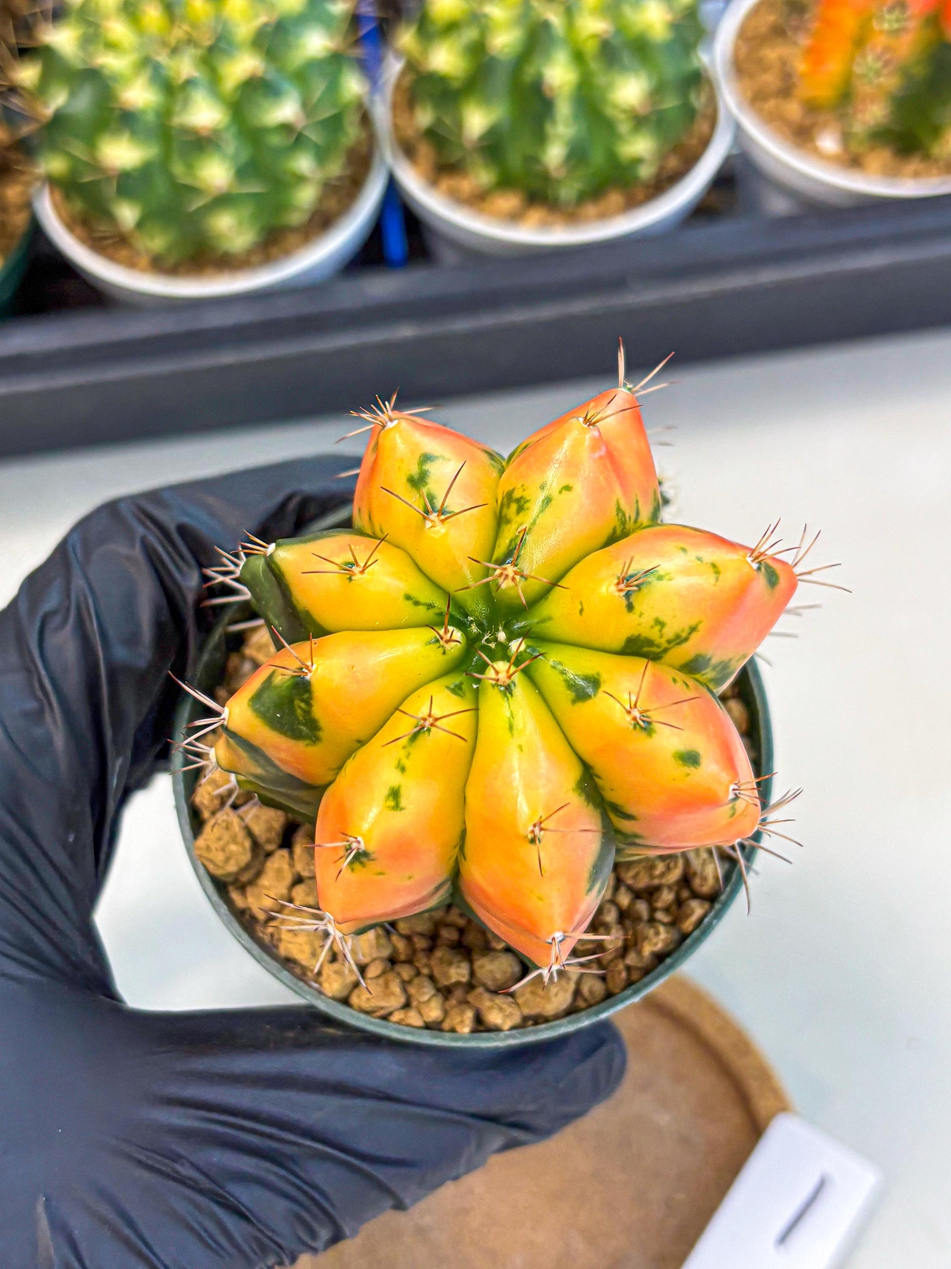 Gymnocalycium Carnelian (gy6) (y1) | Rare Hybrid cactus