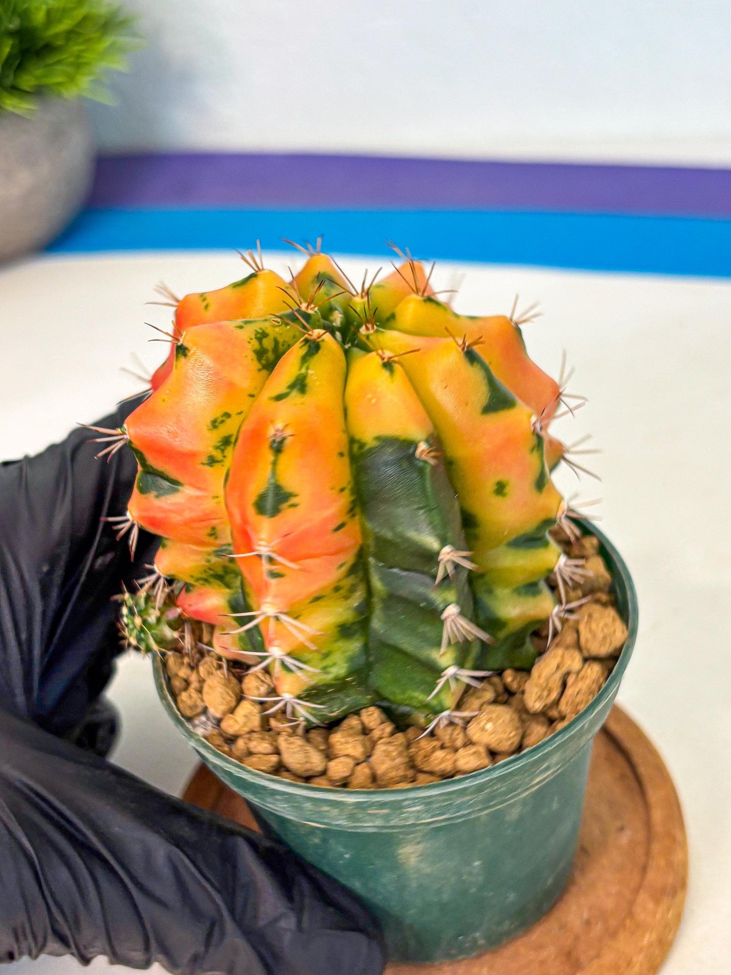 Gymnocalycium Carnelian (gy6) (y1) | Rare Hybrid cactus