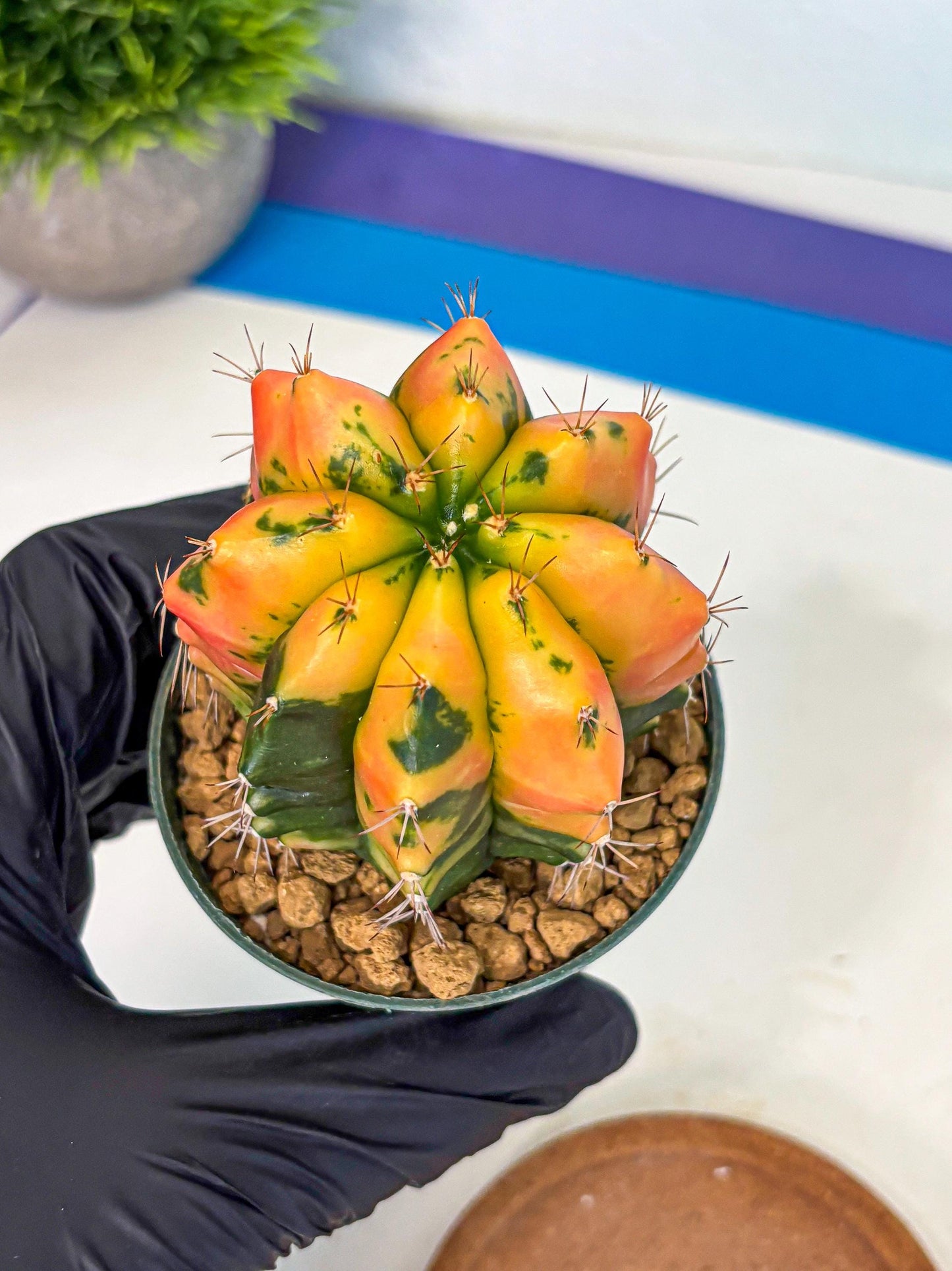 Gymnocalycium Carnelian (gy6) (y1) | Rare Hybrid cactus