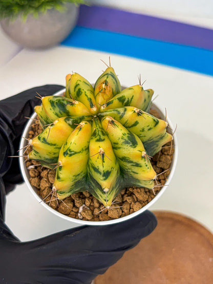 Gymnocalycium Stella (gy6) (y2) | Rare Hybrid cactus