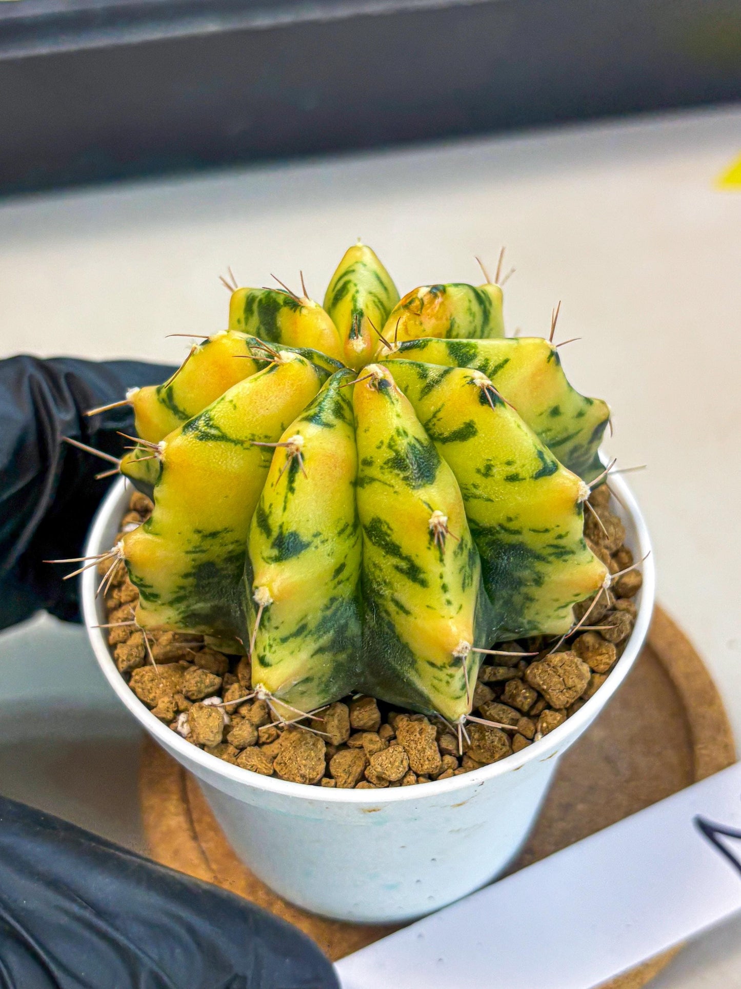 Gymnocalycium Stella (gy6) (y2) | Rare Hybrid cactus