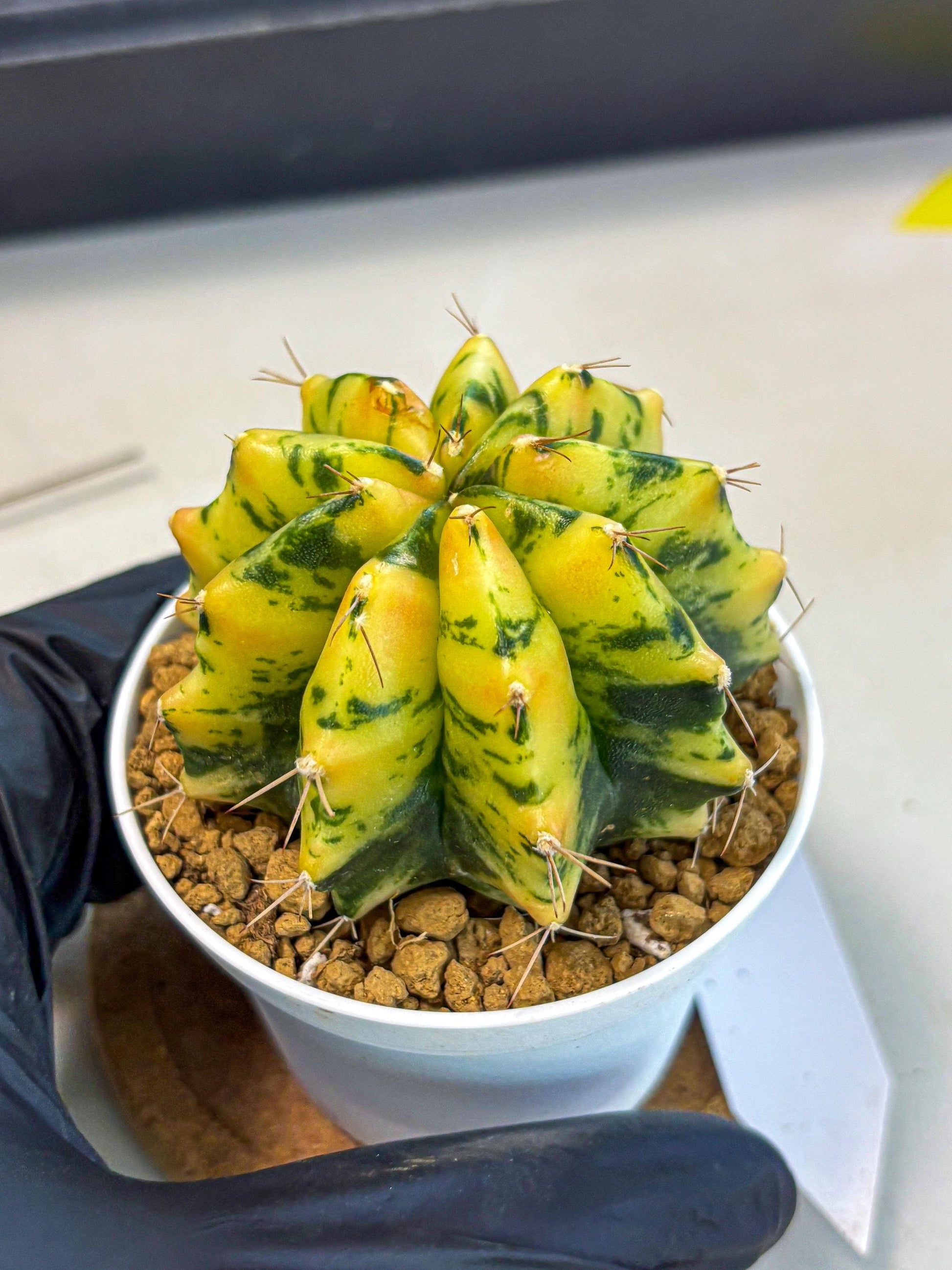 Gymnocalycium Stella (gy6) (y2) | Rare Hybrid cactus