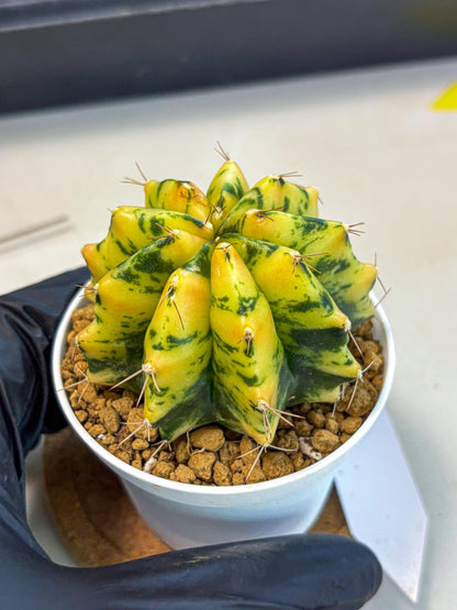 Gymnocalycium Stella (gy6) (y2) | Rare Hybrid cactus