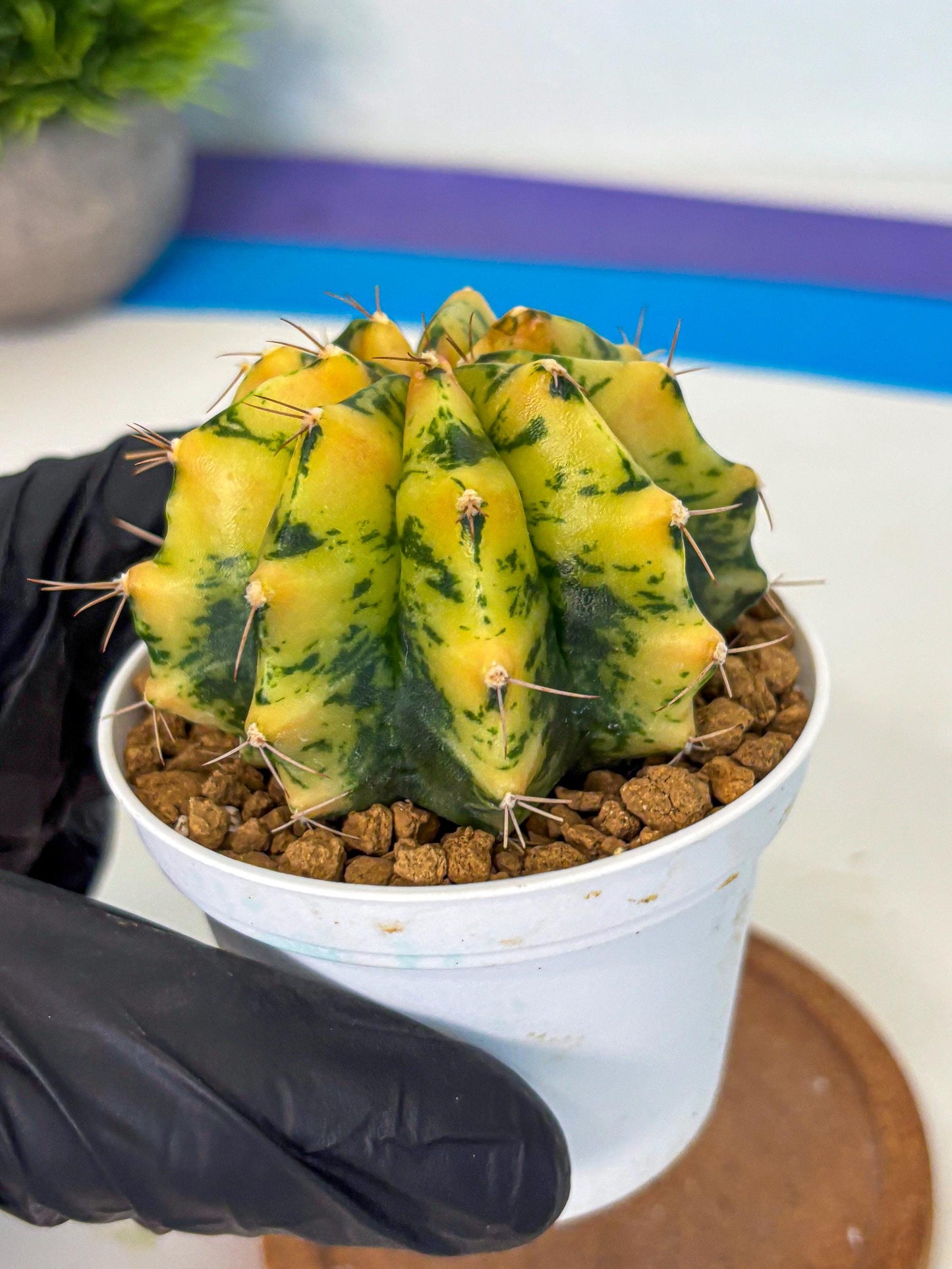 Gymnocalycium Stella (gy6) (y2) | Rare Hybrid cactus