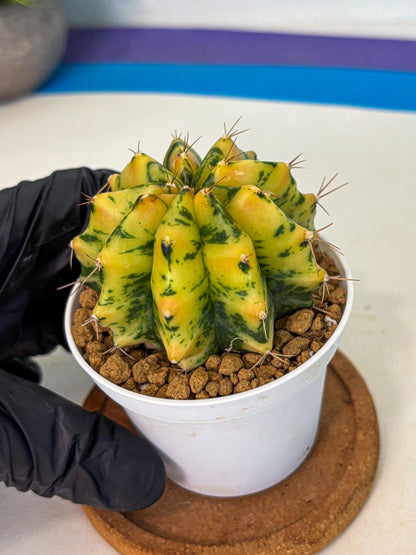Gymnocalycium Stella (gy6) (y2) | Rare Hybrid cactus