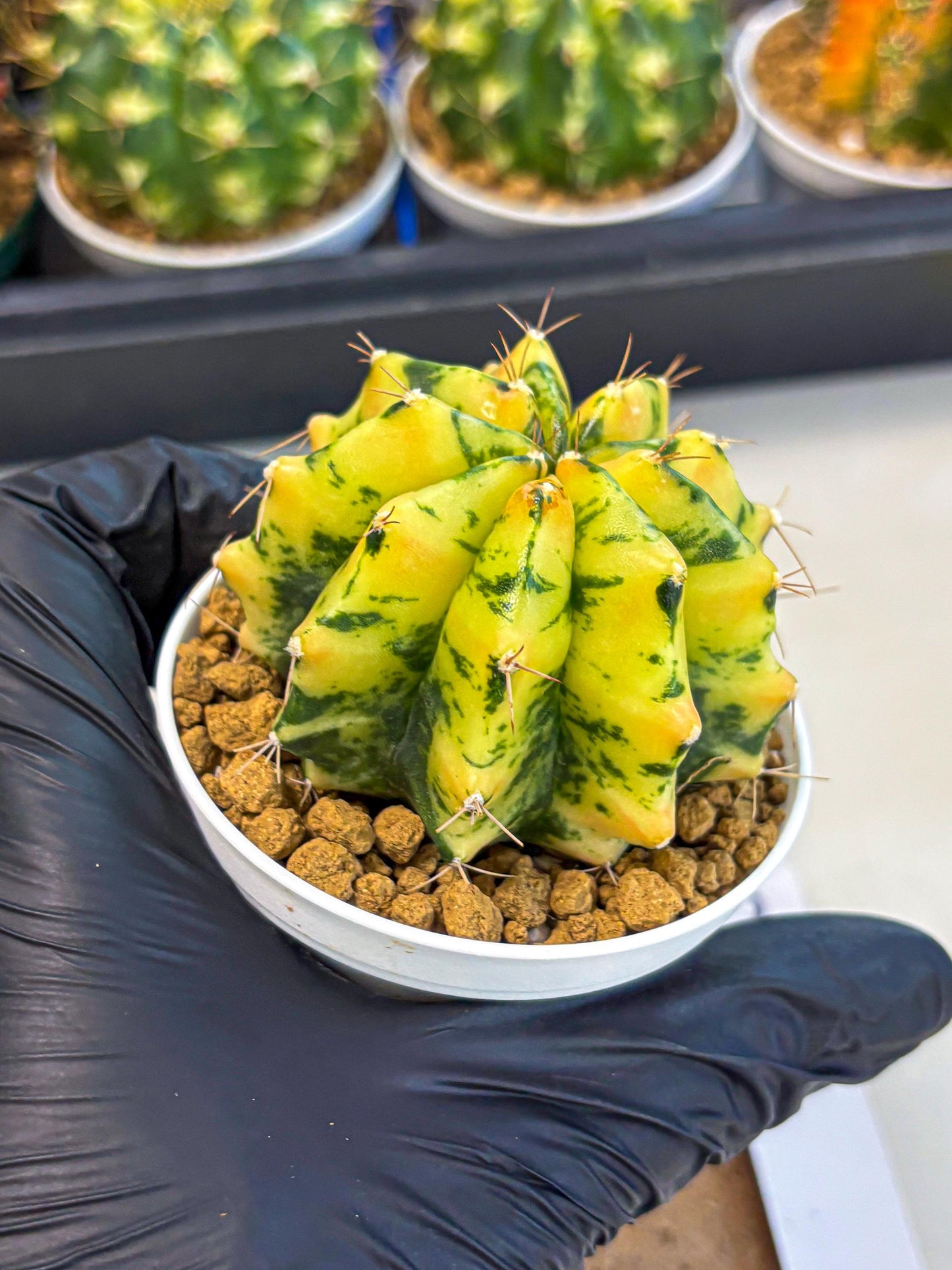 Gymnocalycium Stella (gy6) (y2) | Rare Hybrid cactus