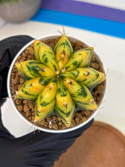 Gymnocalycium Stella (gy6) (y2) | Rare Hybrid cactus