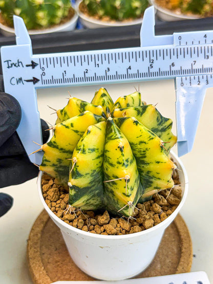 Gymnocalycium Stella (gy6) (y3) | Rare Hybrid cactus