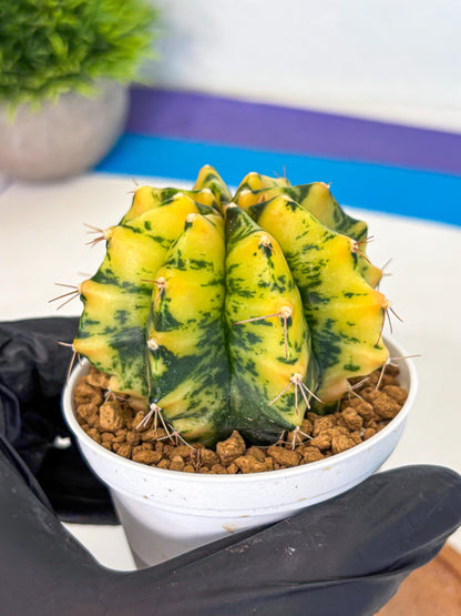 Gymnocalycium Stella (gy6) (y3) | Rare Hybrid cactus
