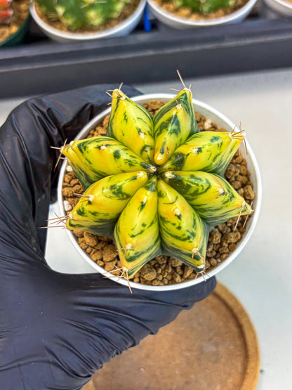 Gymnocalycium Stella (gy6) (y3) | Rare Hybrid cactus