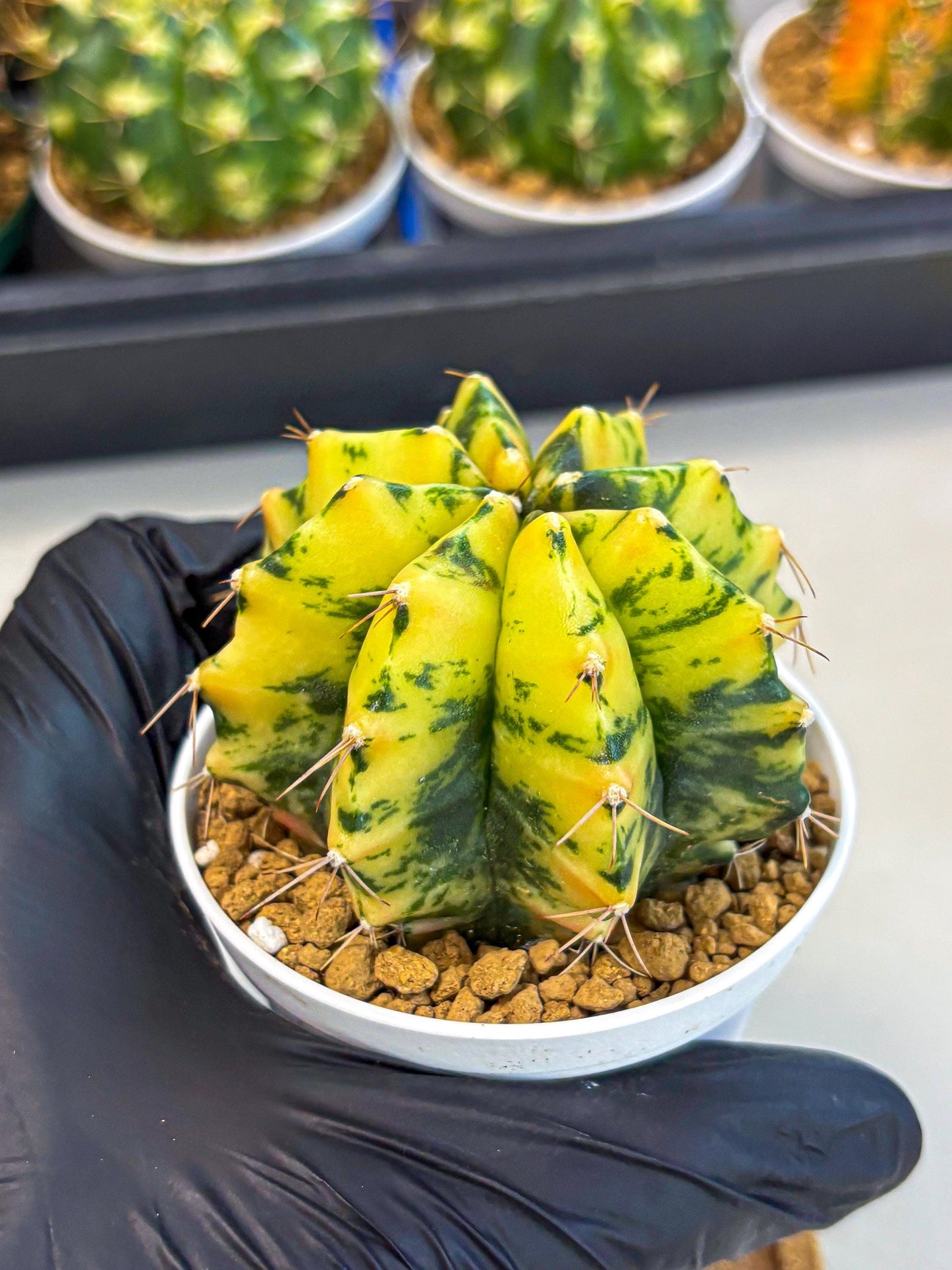 Gymnocalycium Stella (gy6) (y3) | Rare Hybrid cactus