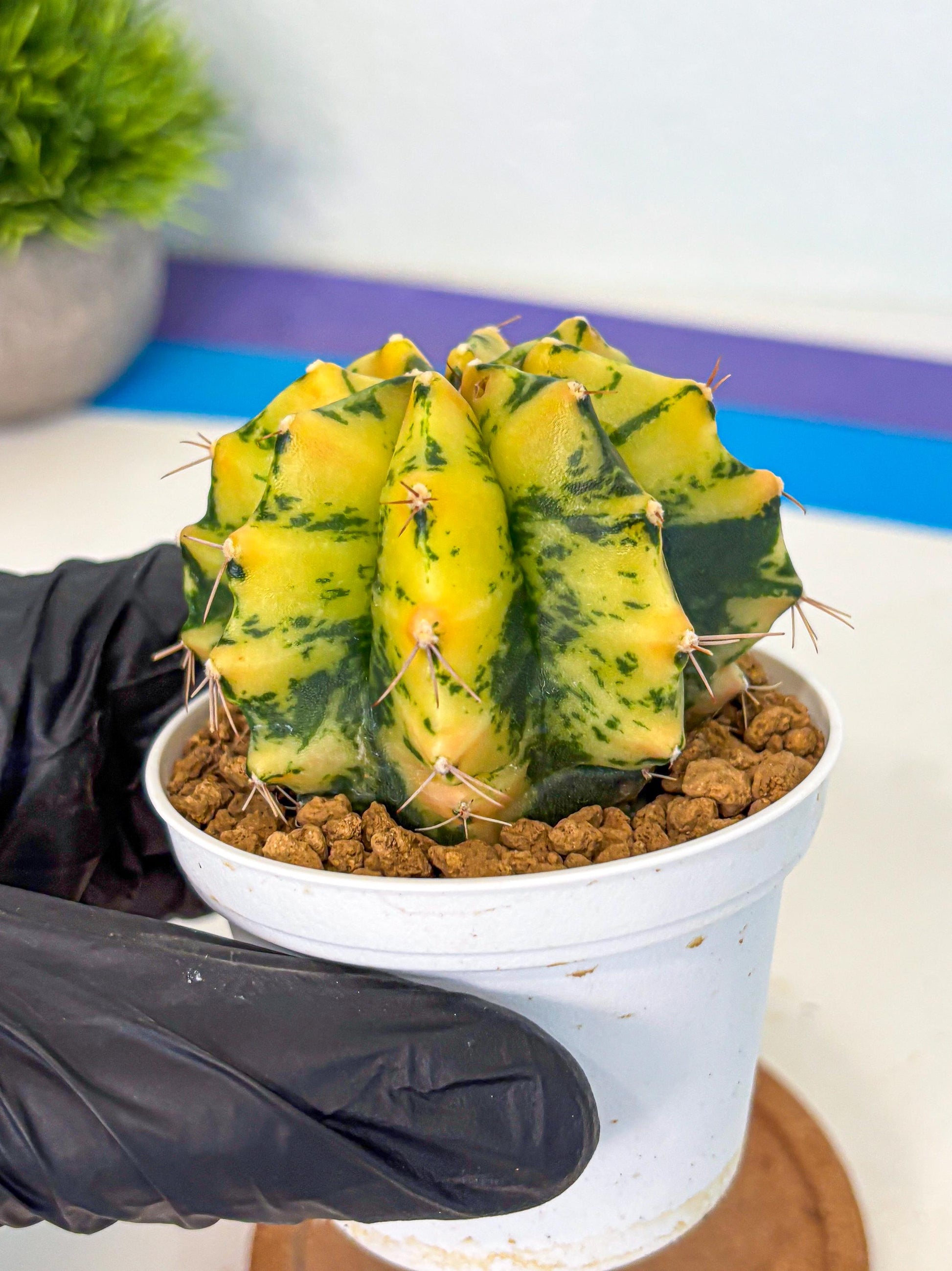Gymnocalycium Stella (gy6) (y3) | Rare Hybrid cactus