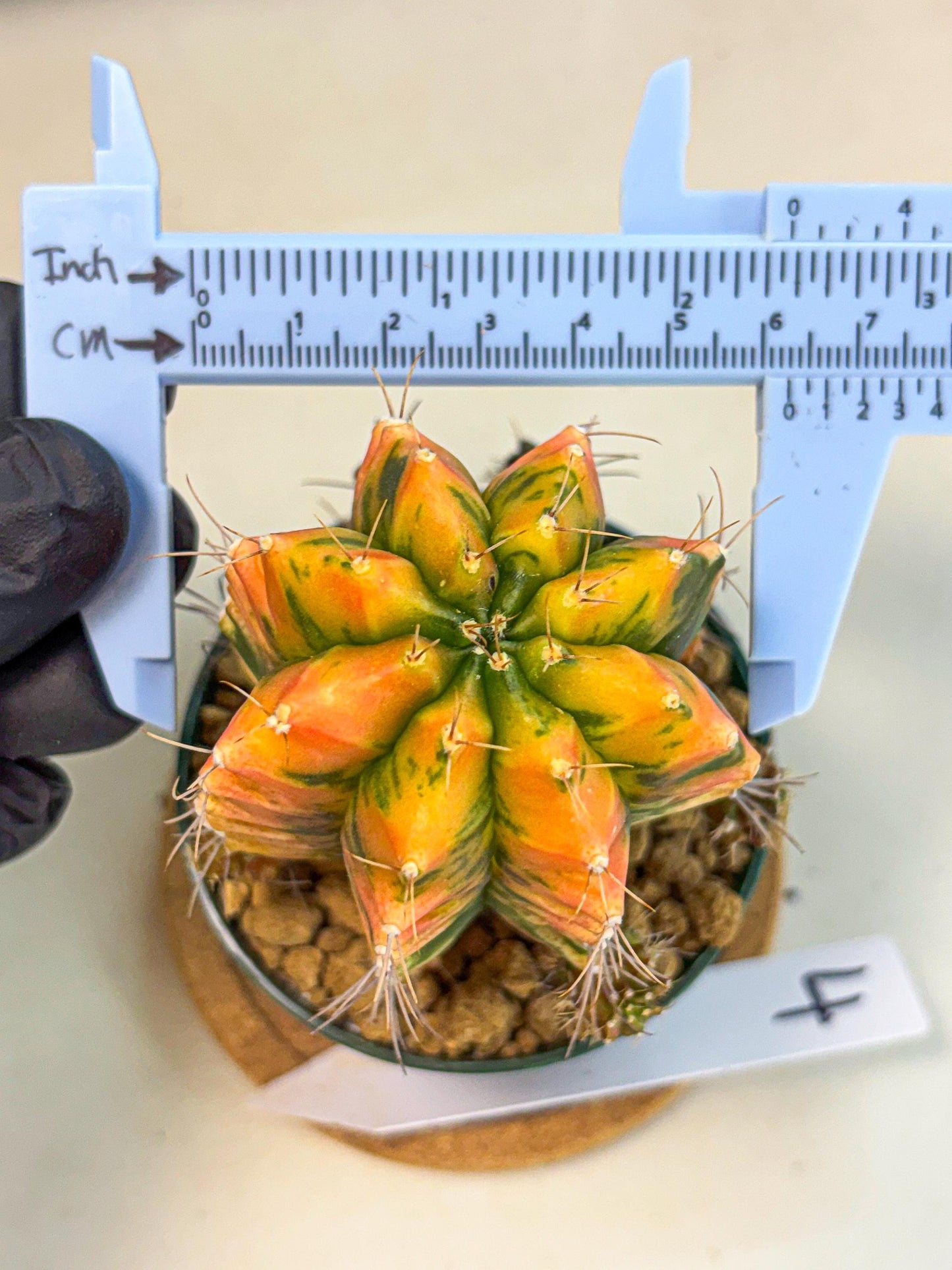 Gymnocalycium Saffron (gy6) (y4) | Special Hybrid cactus