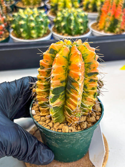 Gymnocalycium Saffron (gy6) (y4) | Special Hybrid cactus