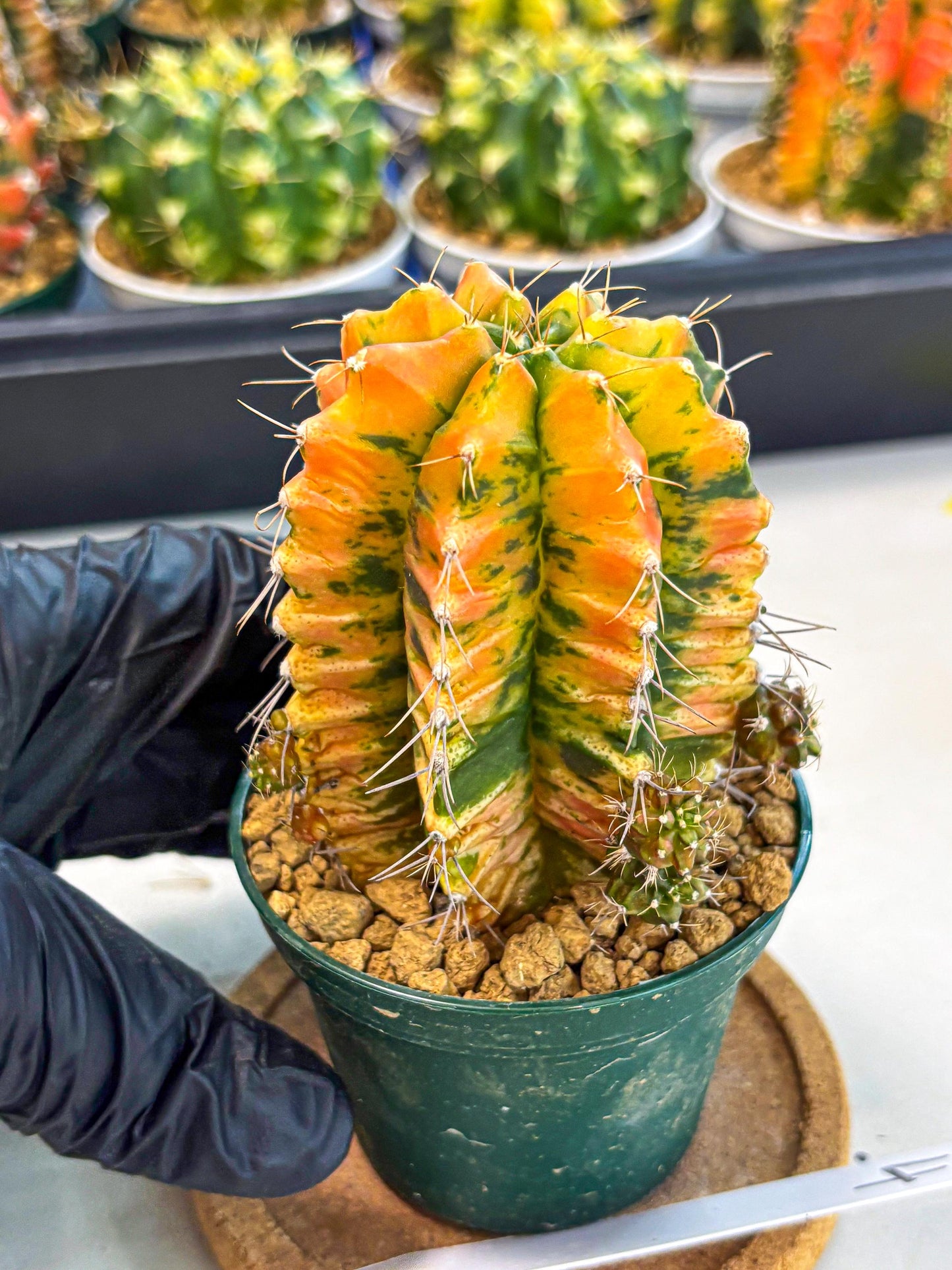 Gymnocalycium Saffron (gy6) (y4) | Special Hybrid cactus