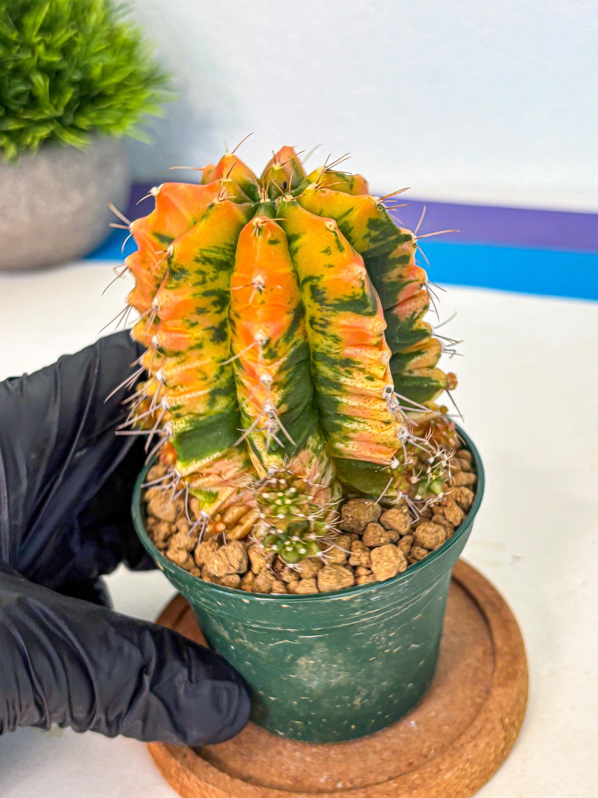 Gymnocalycium Saffron (gy6) (y4) | Special Hybrid cactus