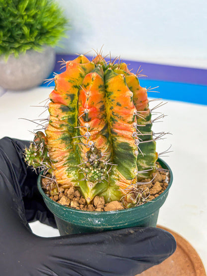 Gymnocalycium Saffron (gy6) (y5) | Special Hybrid cactus