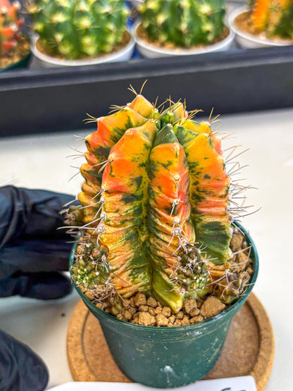 Gymnocalycium Saffron (gy6) (y5) | Special Hybrid cactus