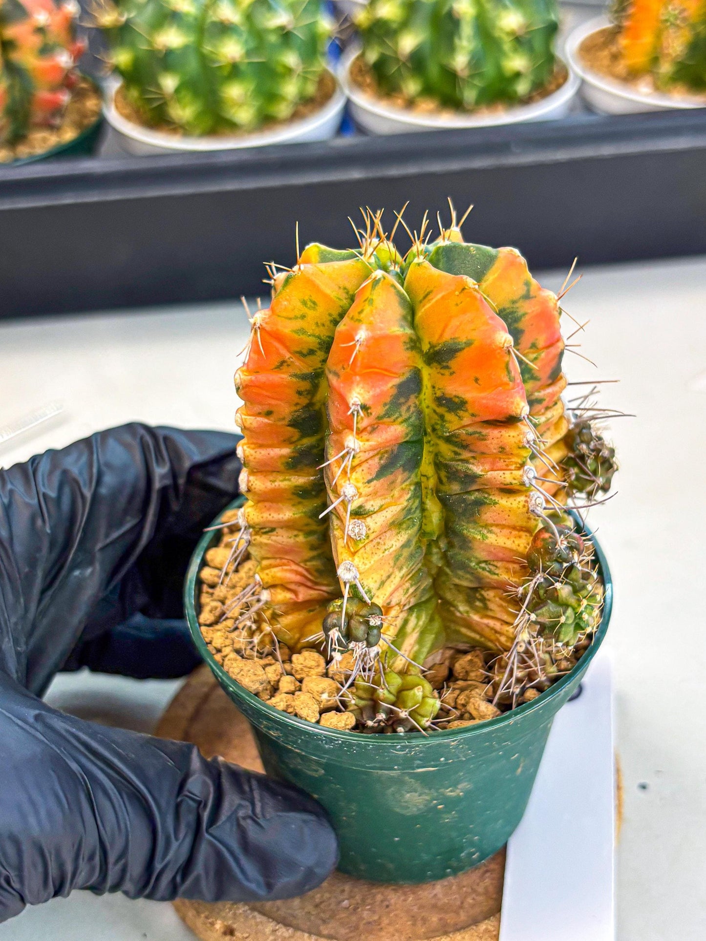 Gymnocalycium Saffron (gy6) (y5) | Special Hybrid cactus