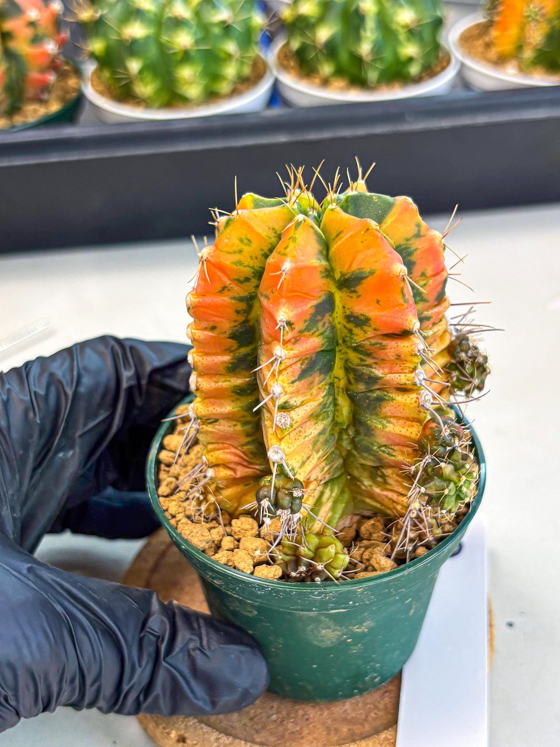 Gymnocalycium Saffron (gy6) (y5) | Special Hybrid cactus