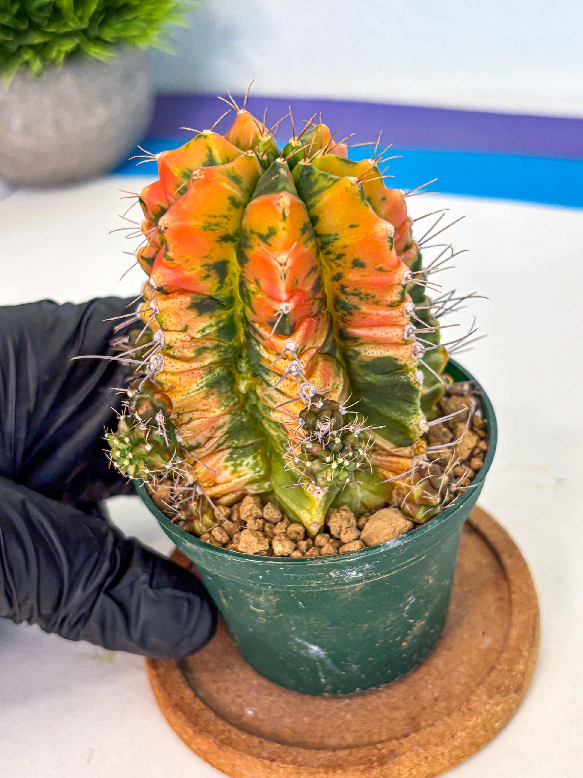 Gymnocalycium Saffron (gy6) (y5) | Special Hybrid cactus