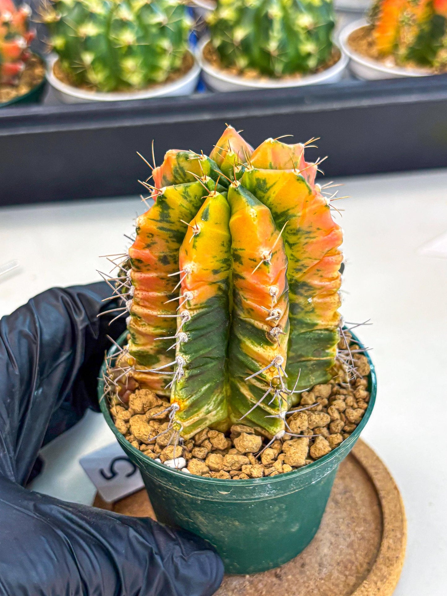 Gymnocalycium Saffron (gy6) (y5) | Special Hybrid cactus
