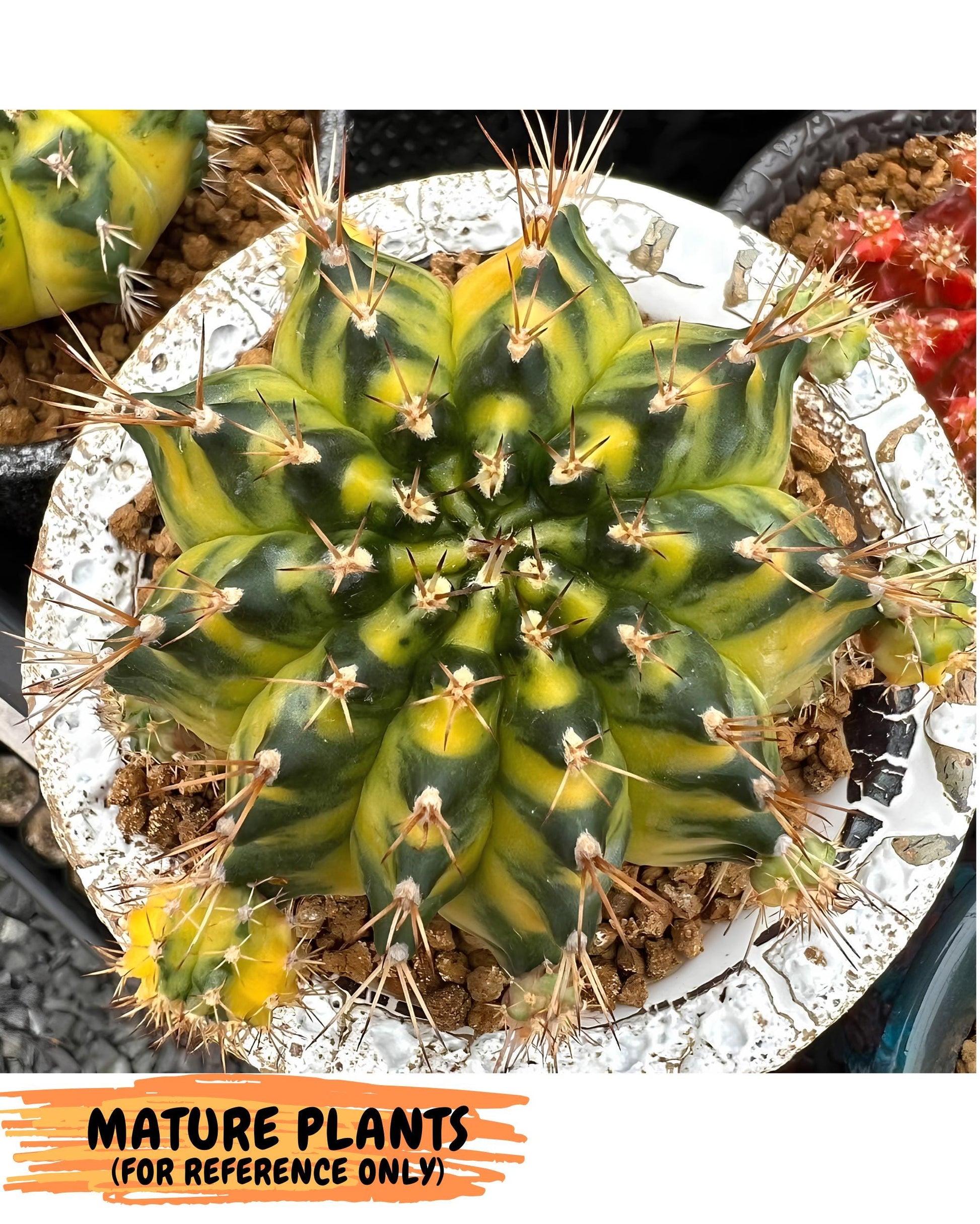 Gymnocalycium Moon Crown (gy6) (y6) | Hybrid cactus