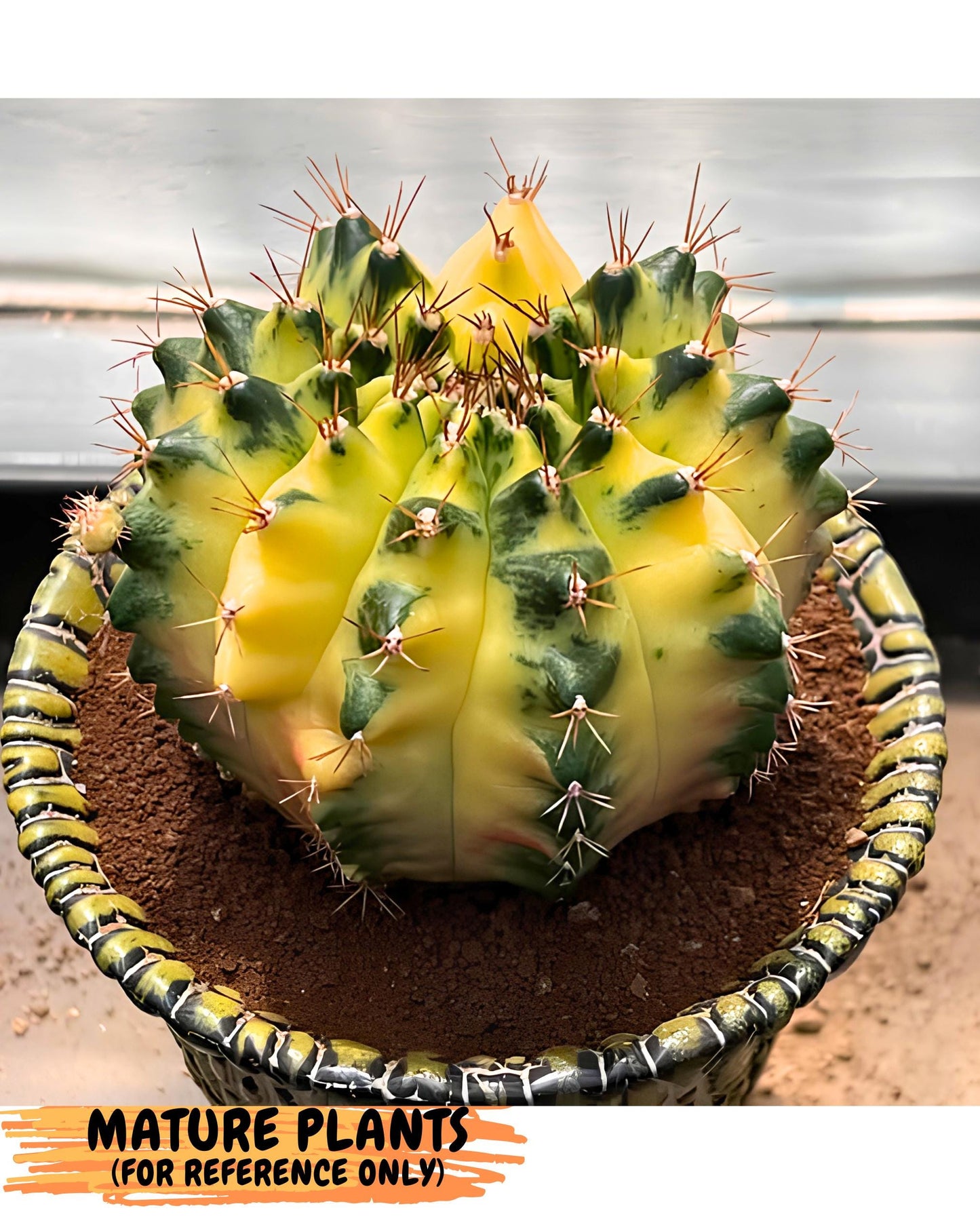 Gymnocalycium Moon Crown (gy6) (y6) | Hybrid cactus
