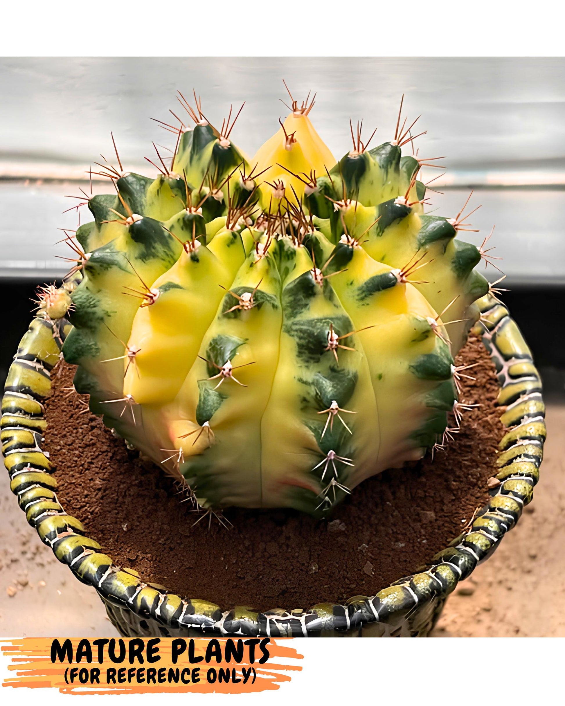 Gymnocalycium Moon Crown (gy6) (y6) | Hybrid cactus