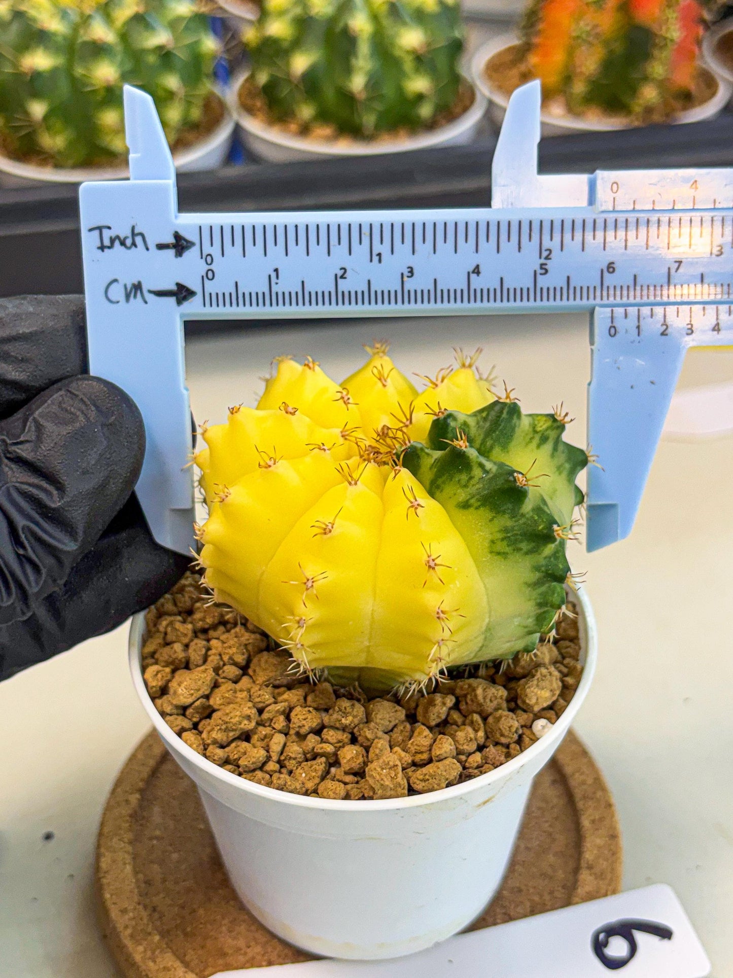 Gymnocalycium Moon Crown (gy6) (y6) | Hybrid cactus
