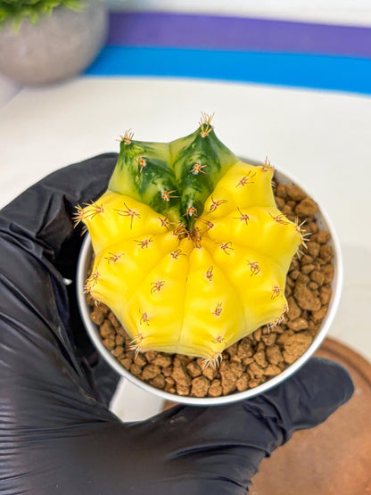 Gymnocalycium Moon Crown (gy6) (y6) | Hybrid cactus