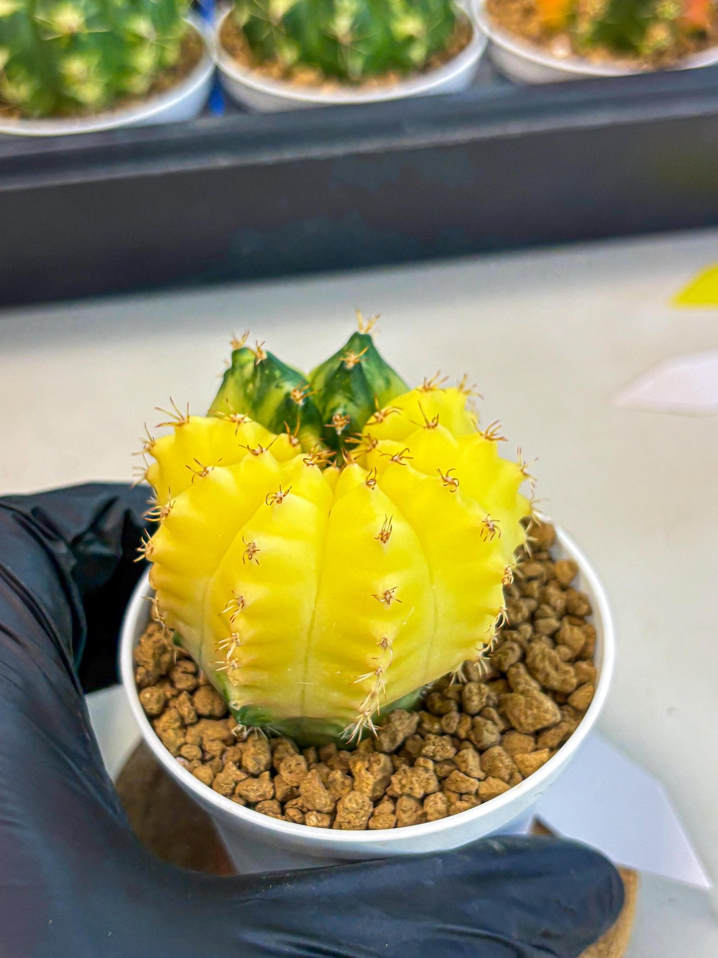 Gymnocalycium Moon Crown (gy6) (y6) | Hybrid cactus