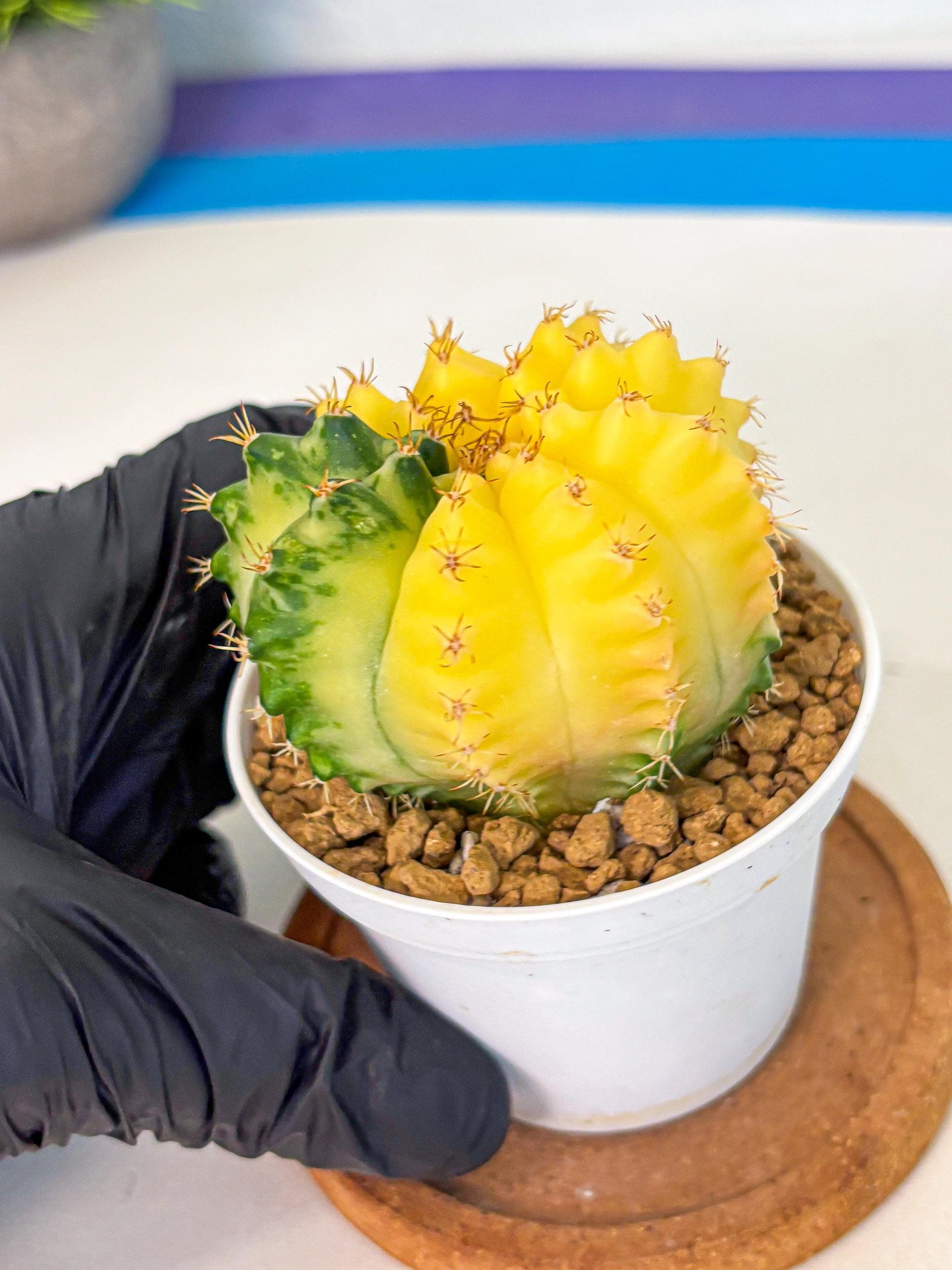 Gymnocalycium Moon Crown (gy6) (y6) | Hybrid cactus