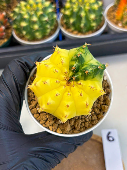 Gymnocalycium Moon Crown (gy6) (y6) | Hybrid cactus