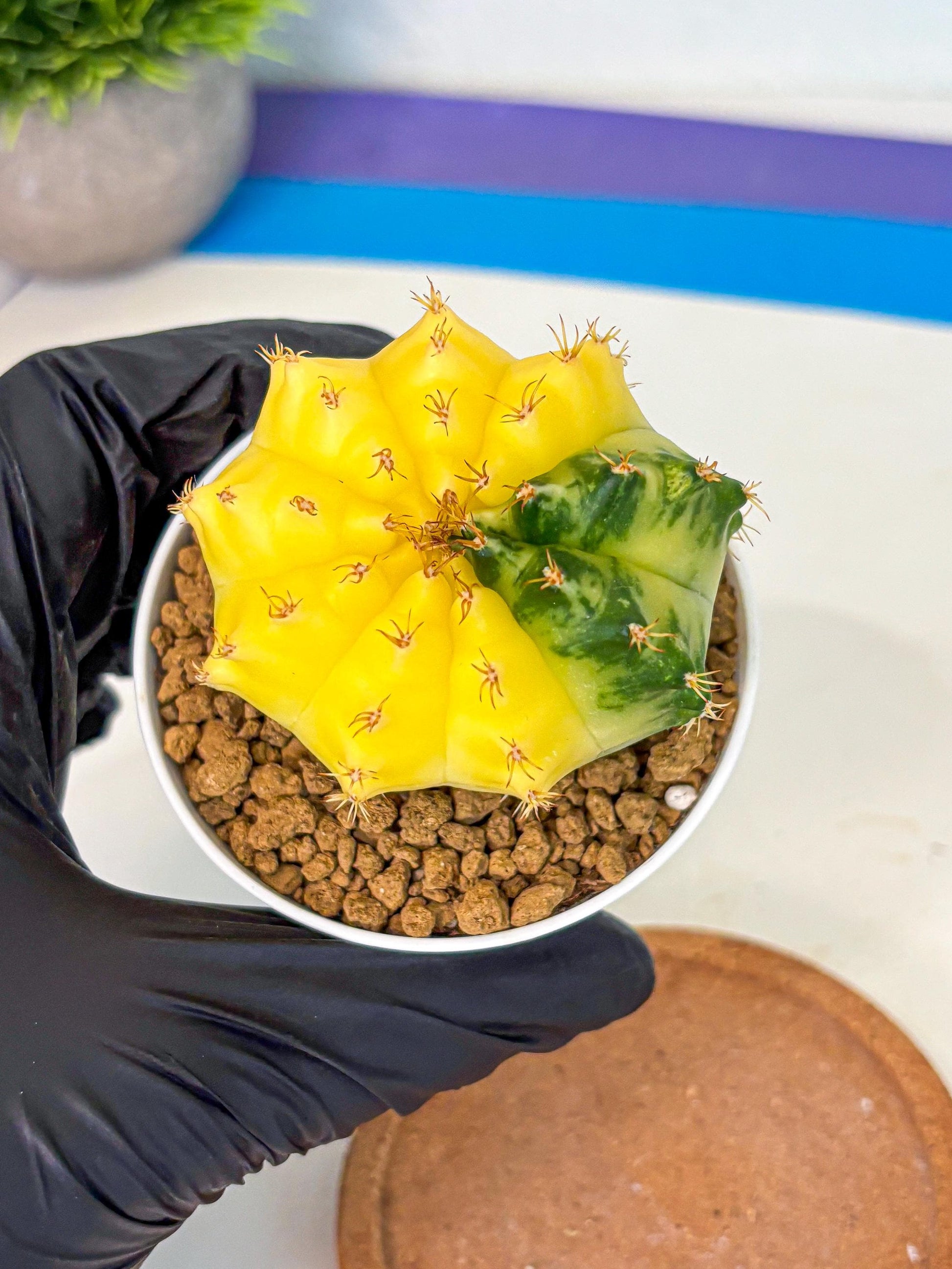 Gymnocalycium Moon Crown (gy6) (y6) | Hybrid cactus