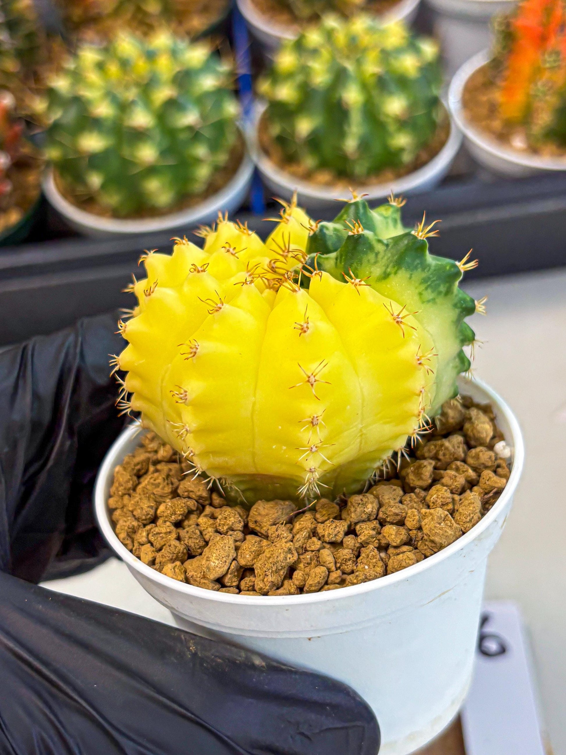 Gymnocalycium Moon Crown (gy6) (y6) | Hybrid cactus