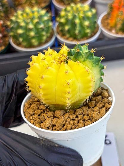 Gymnocalycium Moon Crown (gy6) (y6) | Hybrid cactus