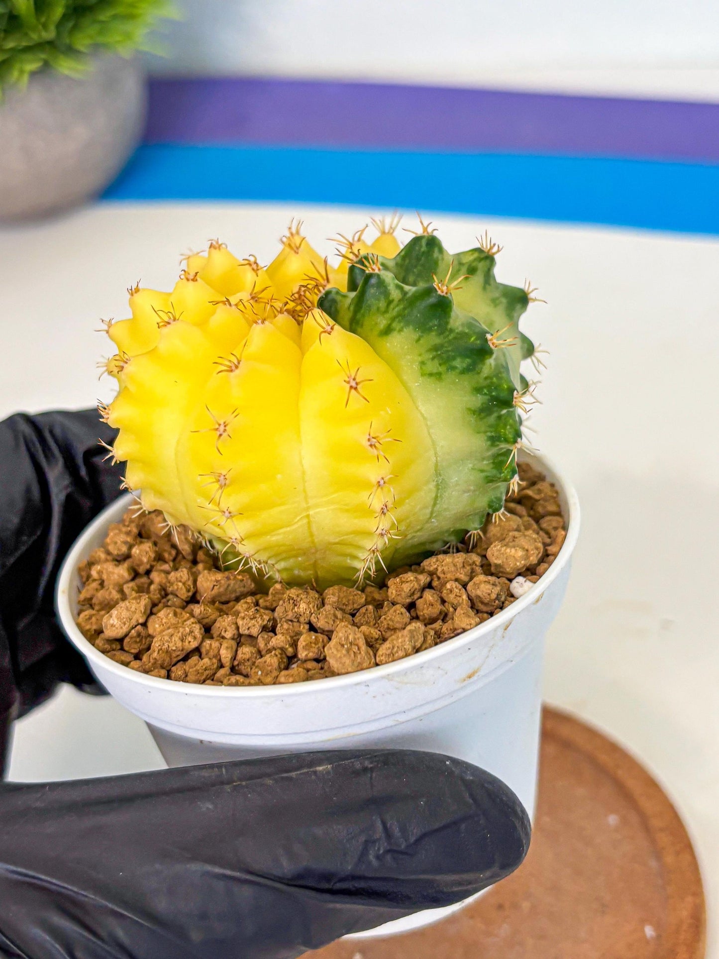 Gymnocalycium Moon Crown (gy6) (y6) | Hybrid cactus
