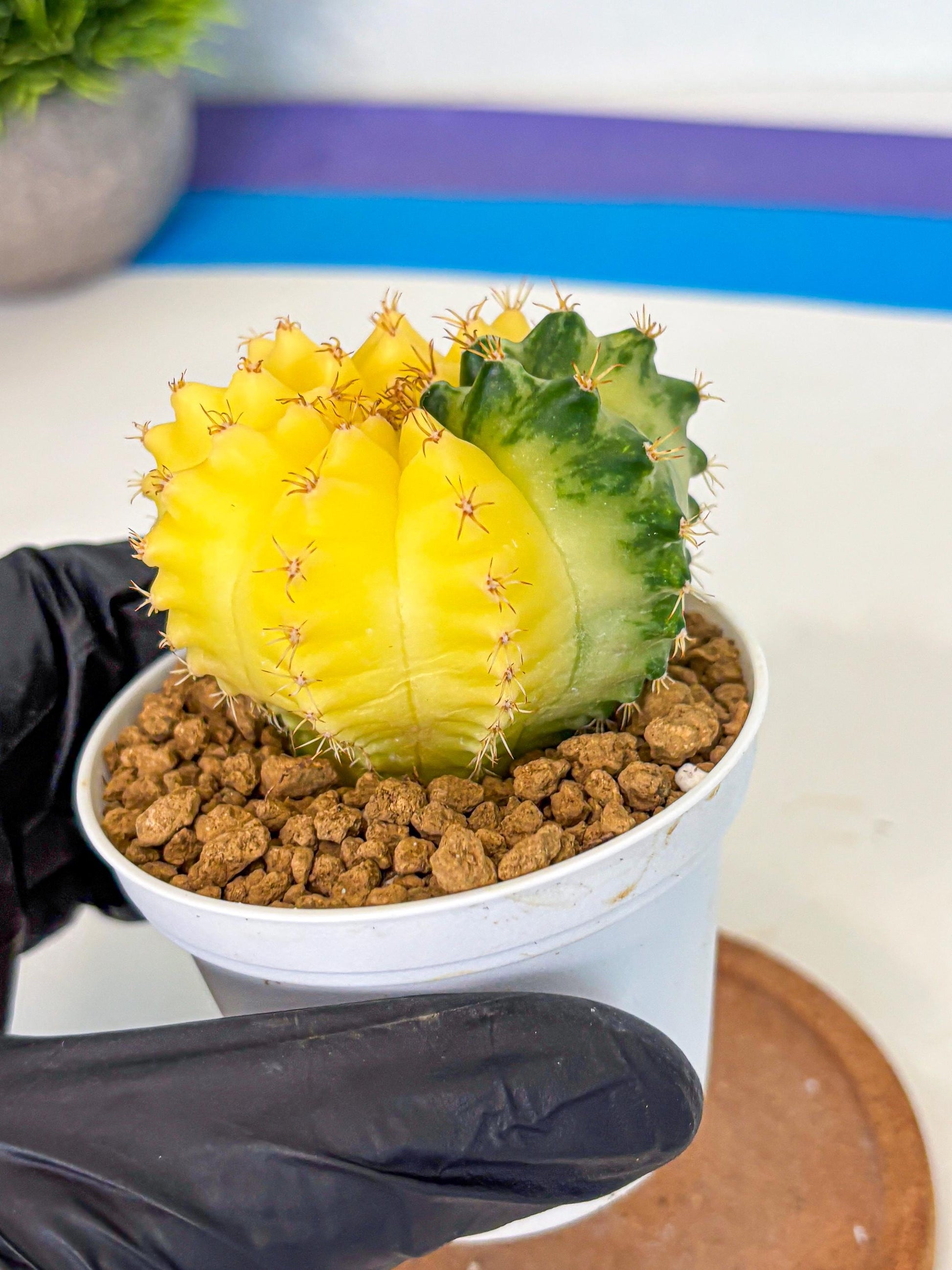 Gymnocalycium Moon Crown (gy6) (y6) | Hybrid cactus