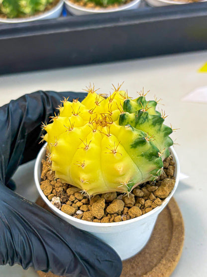 Gymnocalycium Moon Crown (gy6) (y7) | Hybrid cactus