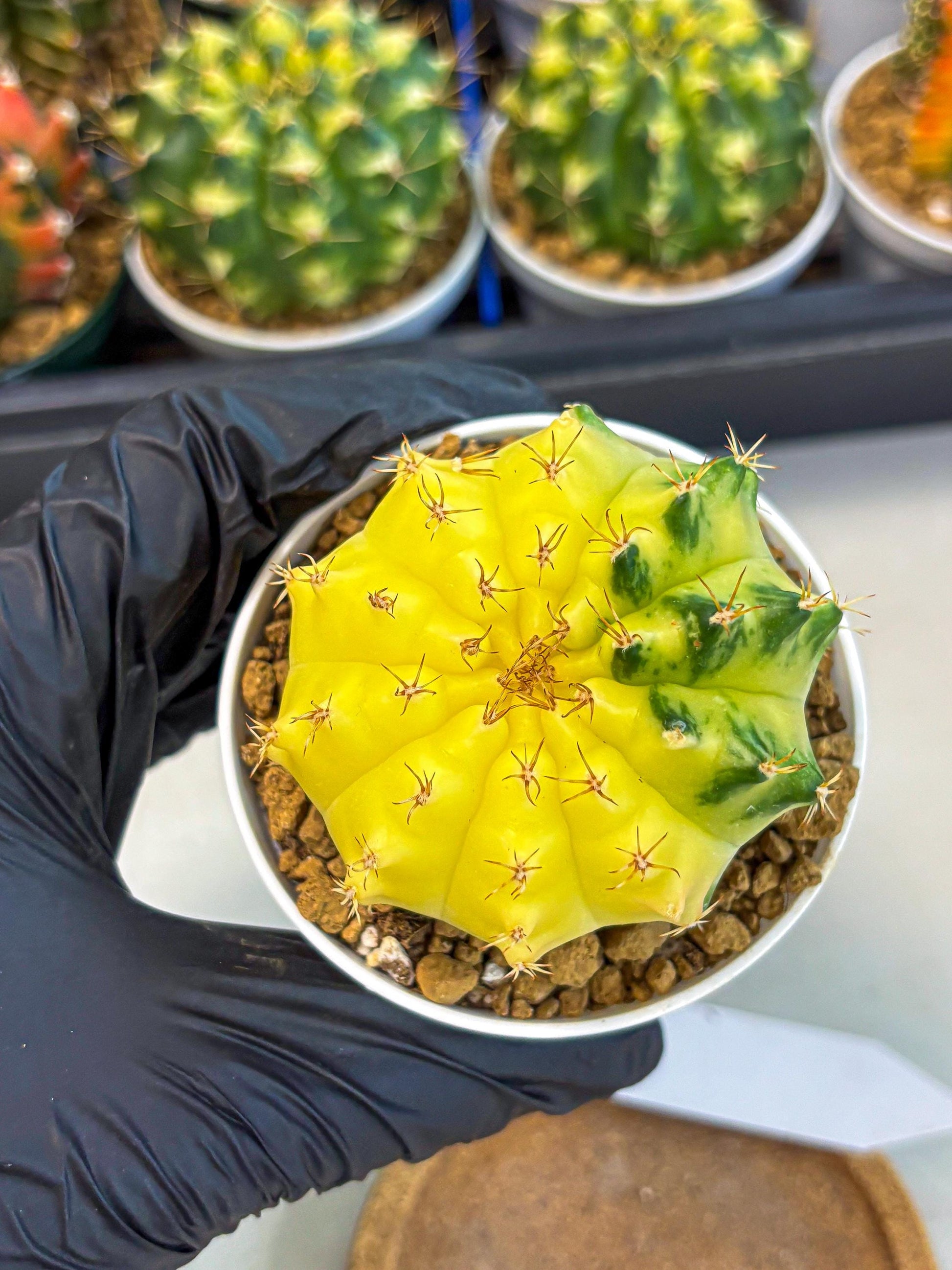 Gymnocalycium Moon Crown (gy6) (y7) | Hybrid cactus