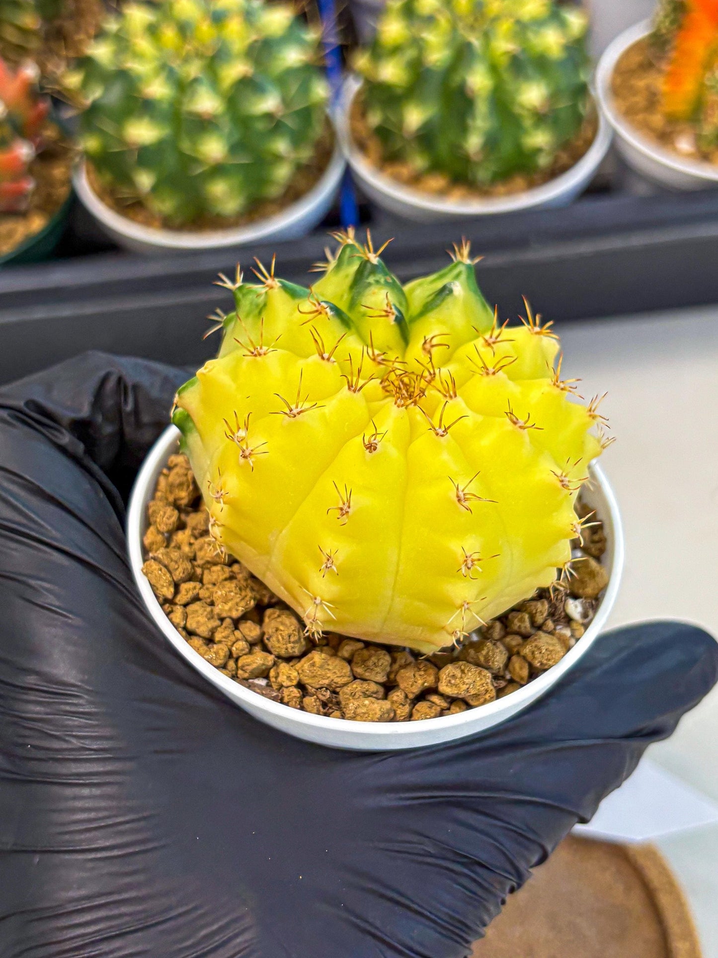 Gymnocalycium Moon Crown (gy6) (y7) | Hybrid cactus