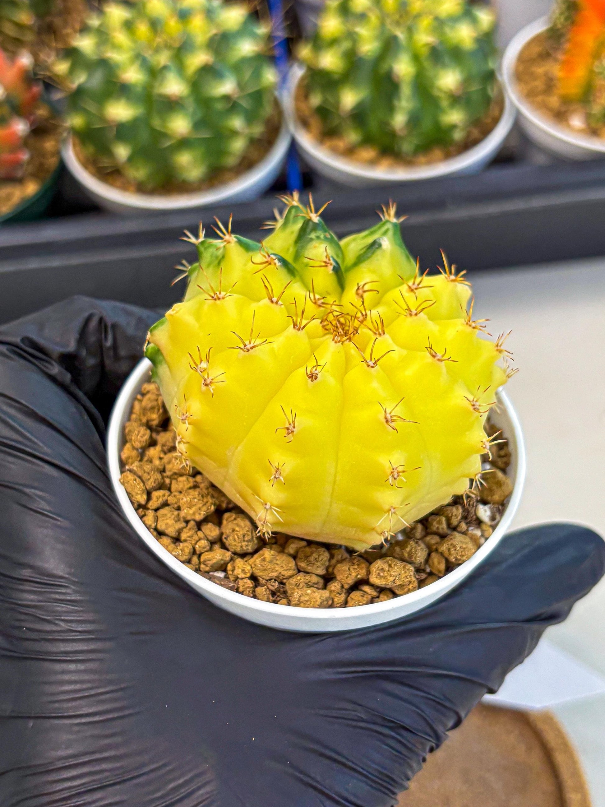 Gymnocalycium Moon Crown (gy6) (y7) | Hybrid cactus