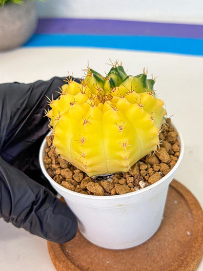 Gymnocalycium Moon Crown (gy6) (y7) | Hybrid cactus