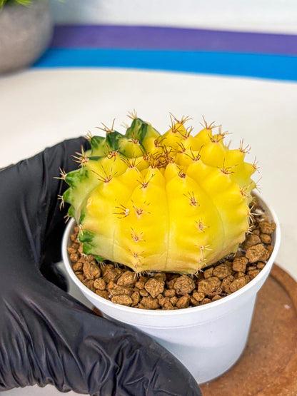 Gymnocalycium Moon Crown (gy6) (y7) | Hybrid cactus