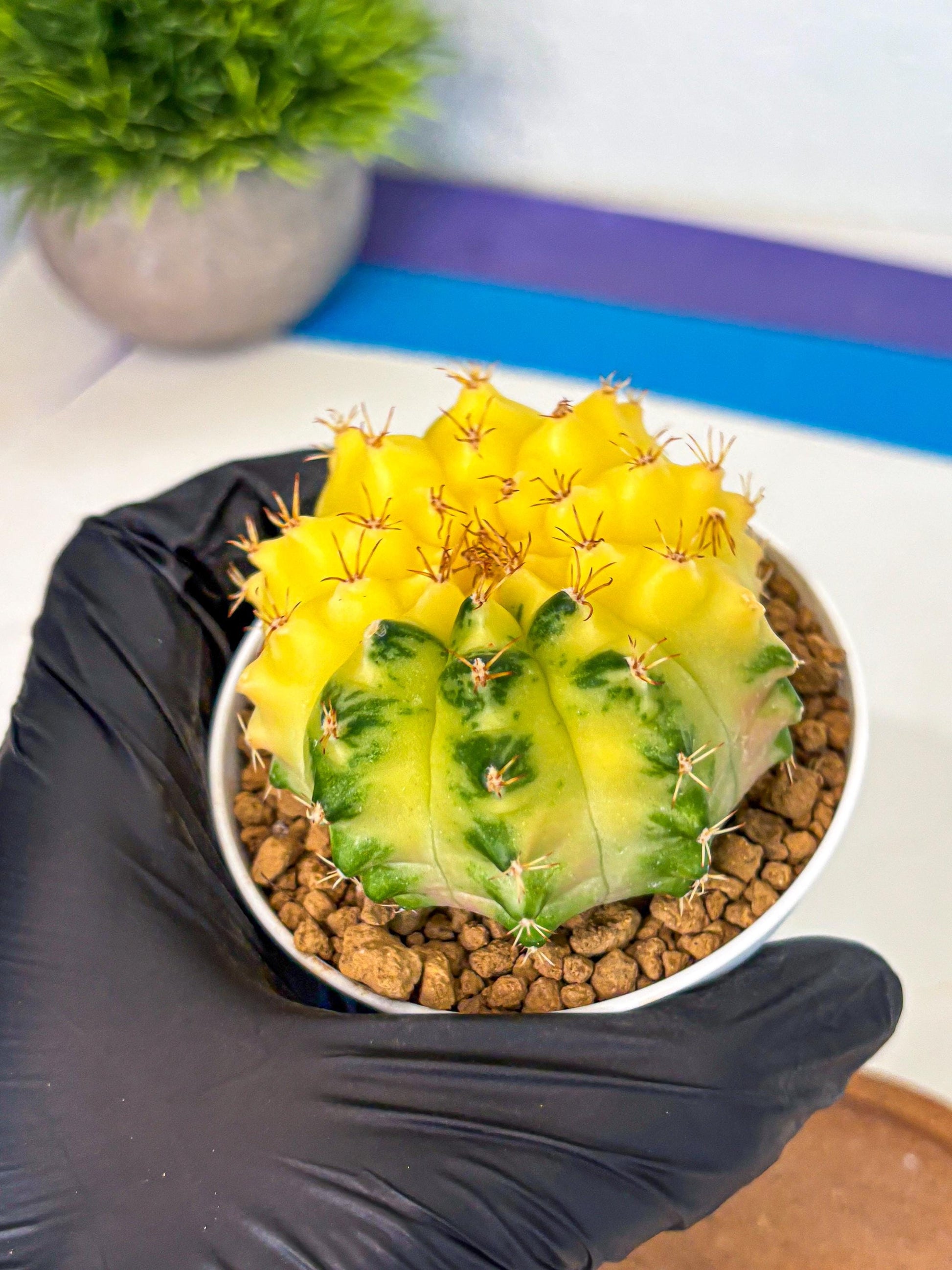 Gymnocalycium Moon Crown (gy6) (y7) | Hybrid cactus
