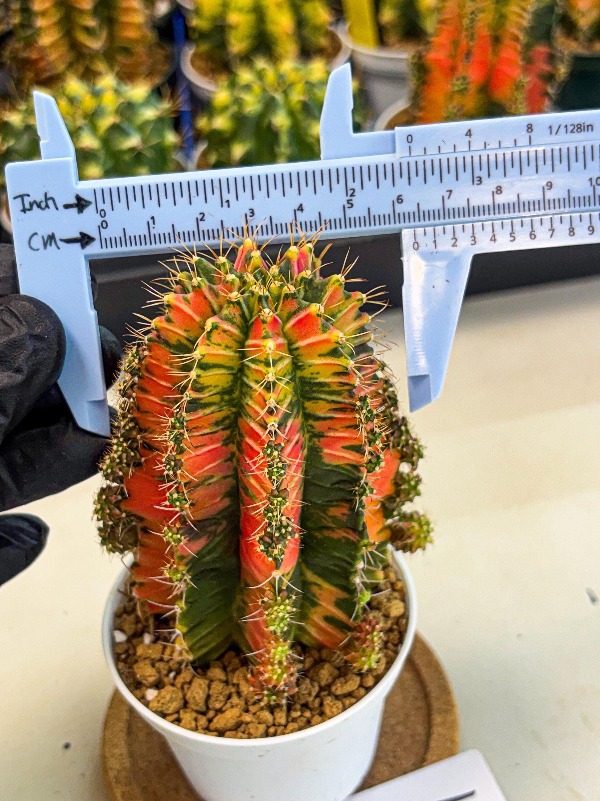 Gymnocalycium Ladybug (gy6) (b1) | Special Hybrid cactus