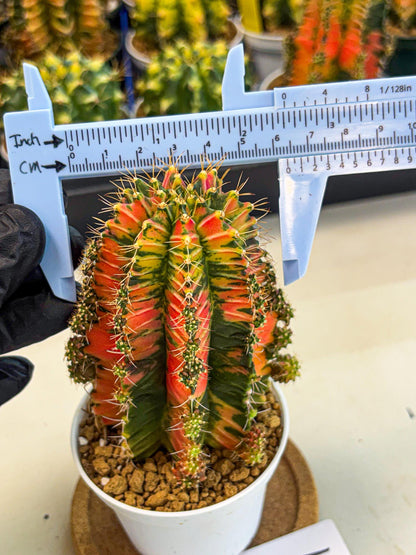Gymnocalycium Ladybug (gy6) (b1) | Special Hybrid cactus