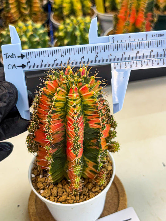 Gymnocalycium Ladybug (gy6) (b1) | Special Hybrid cactus